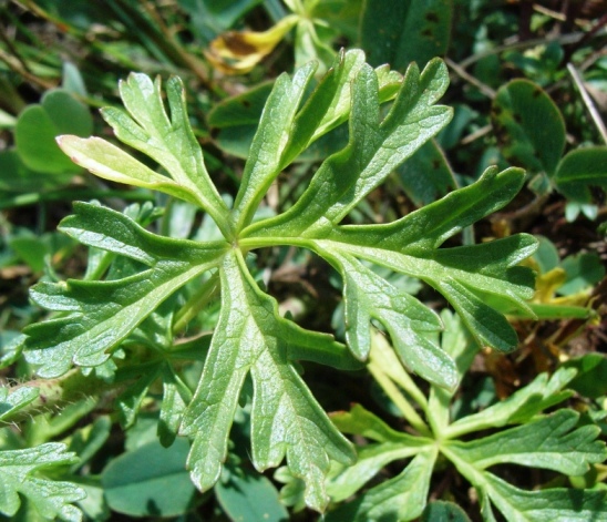 Malva moschata / Malva moscata